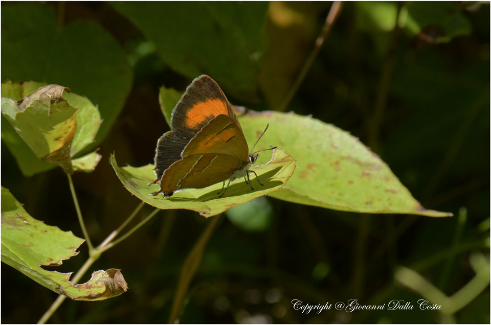 La splendida Thecla betulae